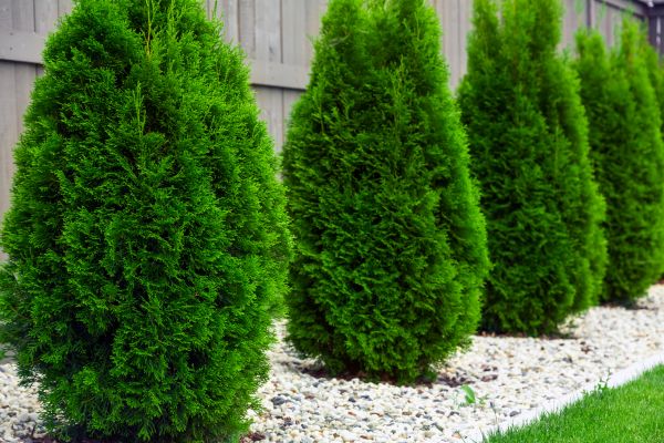 Arborvitae Planting in Sebring