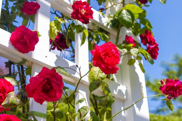 Home Gardening Service in Sebring