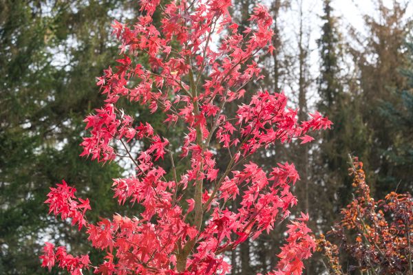 Japanese Maple Planting in Sebring