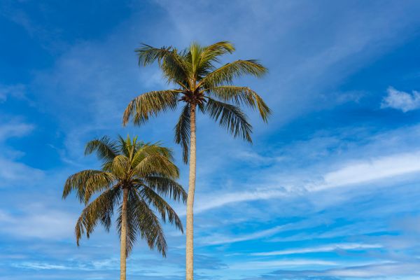 Palm Tree Planting in Sebring