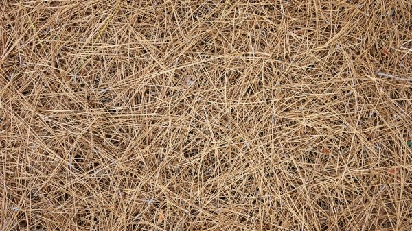 Pine Needles Delivery in Sebring