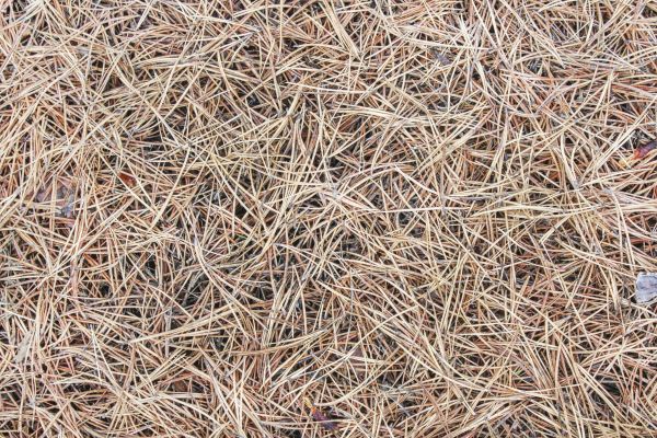 Pine Straw Installation in Sebring