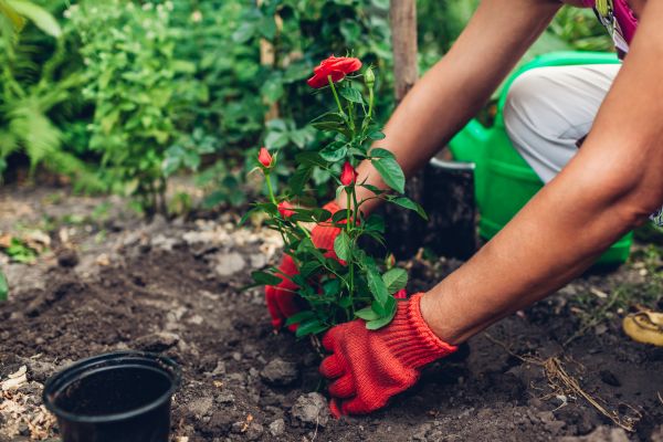 Planting Service in Sebring