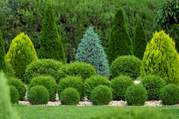 Shrub Replacement in Sebring