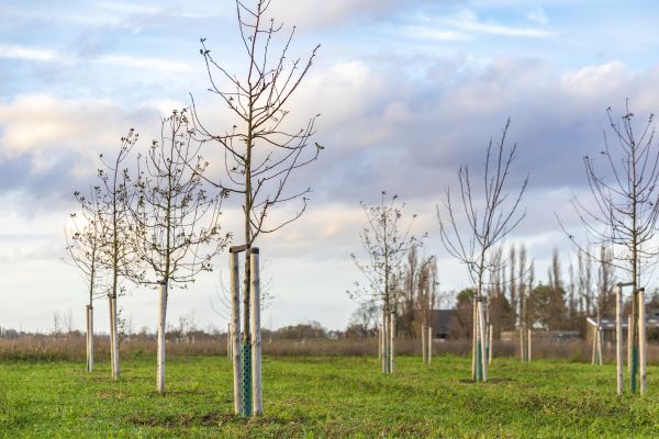 Tree Installation Service in Sebring