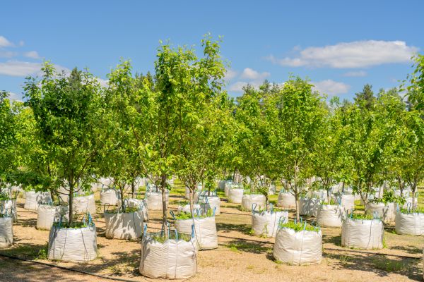 Tree Planting Service in Sebring
