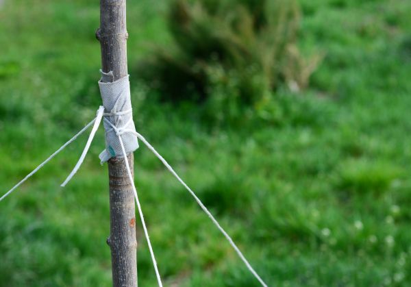 Tree Staking Service in Sebring