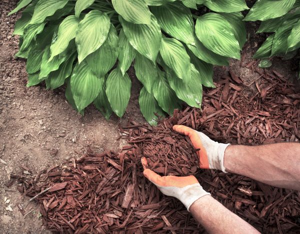 Shredded Mulch Service in Sebring