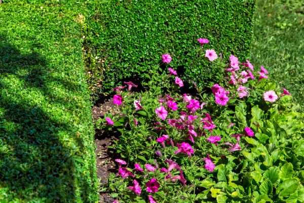 Softscaping Service in Sebring