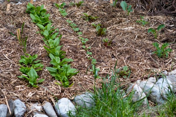 Mulch Service in Sebring