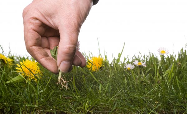 Lawn Weeding in Sebring
