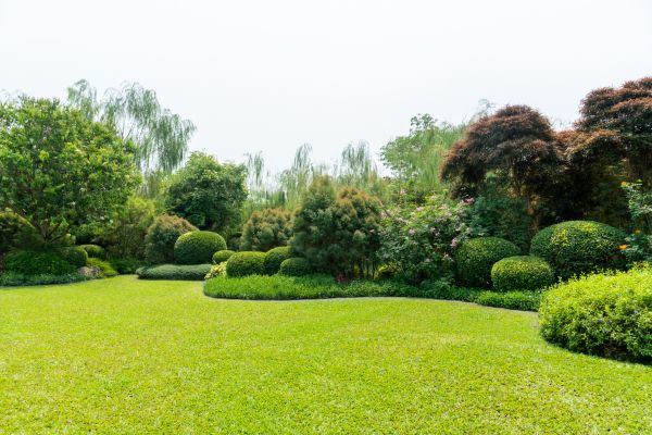 Tree Landscaping in Sebring