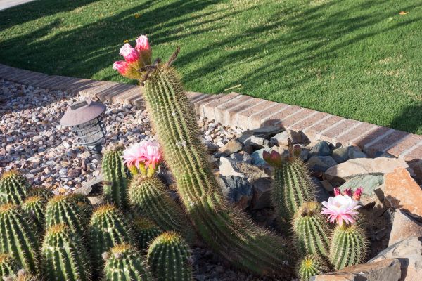Desert Landscaping in Sebring