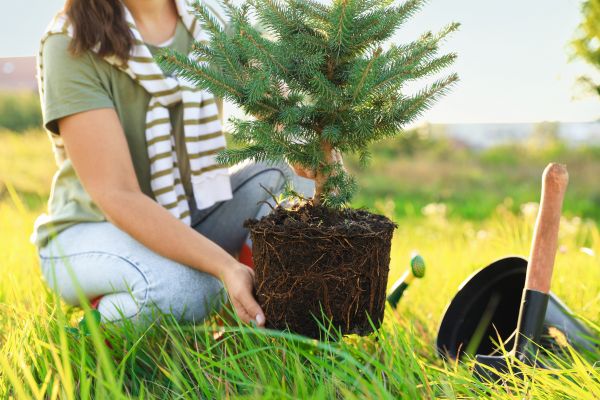 Spruce Tree Planting in Sebring