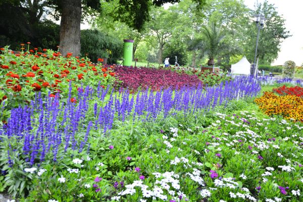 Perennials Planting in Sebring