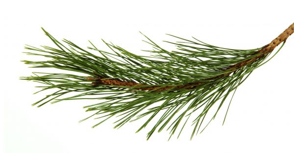 Pine Needles Installation in Sebring