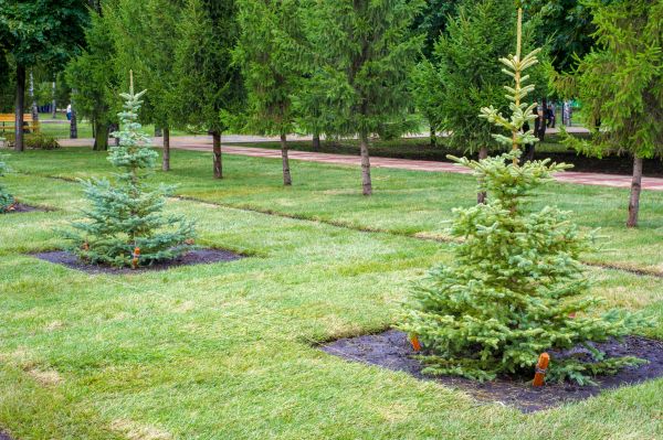 Privacy Trees Planting in Sebring