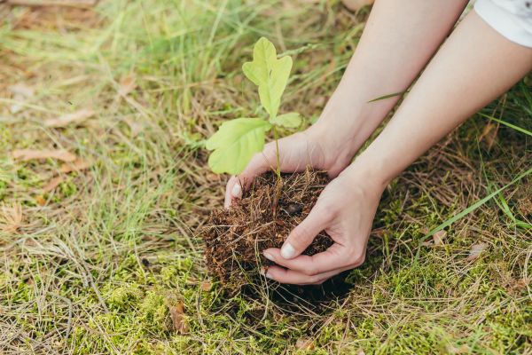 Oak Tree Planting in Sebring