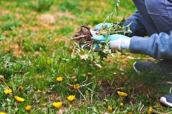 Flower Bed Clearing in Sebring