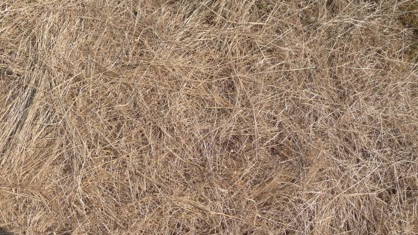 Pine Straw Replacement in Sebring