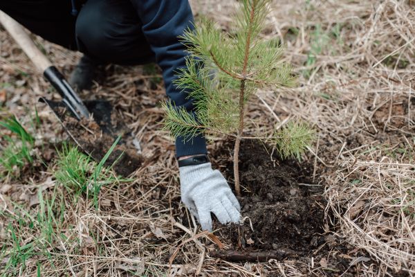 Pine Tree Planting in Sebring