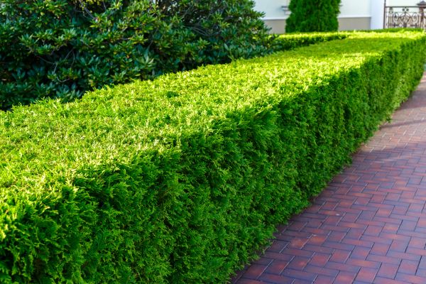 Hedge Installation in Sebring