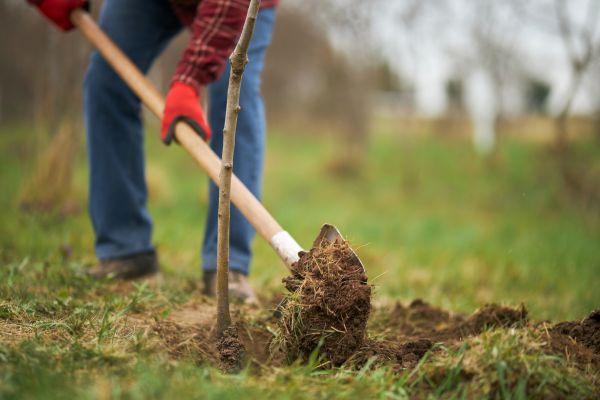 Trees Planting in Sebring