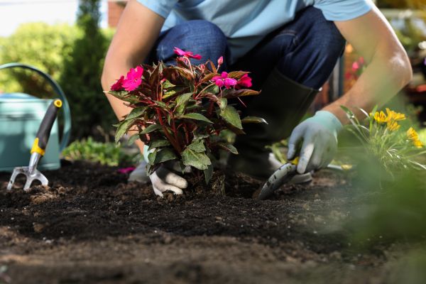 Plant Replacement in Sebring