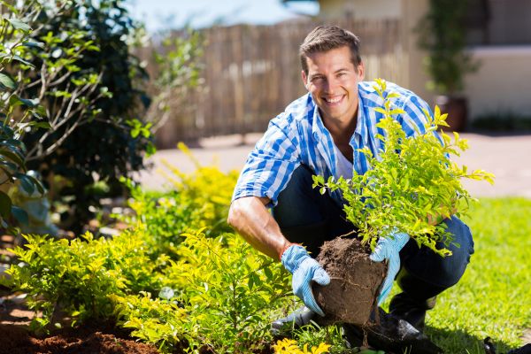 Shrub Landscaping in Sebring