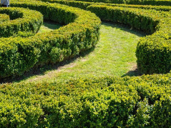 Bush Landscaping in Sebring