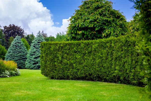 Hedge Landscaping in Sebring