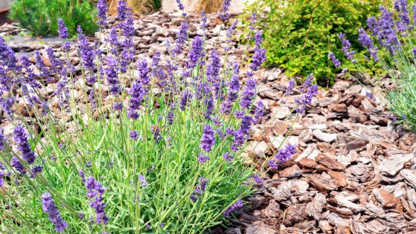 Pine Bark Landscaping in Sebring