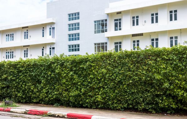 Privacy Landscaping in Sebring
