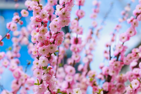 Japanese Cherry Tree Planting in Sebring