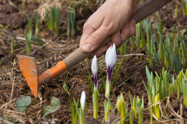 Flower Garden Weeding in Sebring
