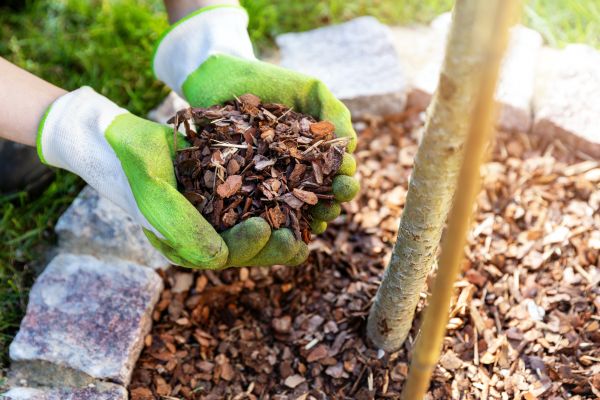 Tree Bark Delivery in Sebring