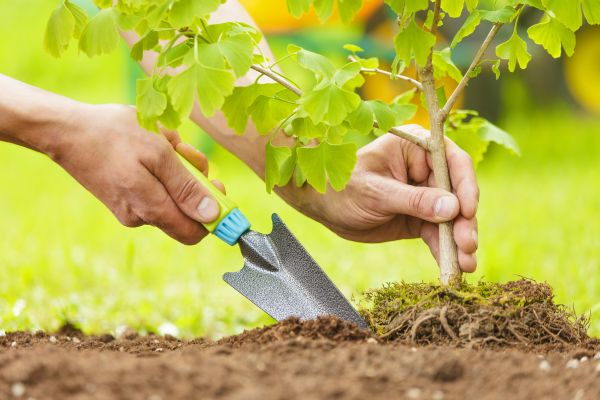 Fruit Tree Planting in Sebring
