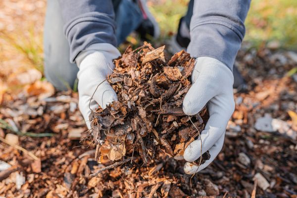Shredded Mulch Installation in Sebring