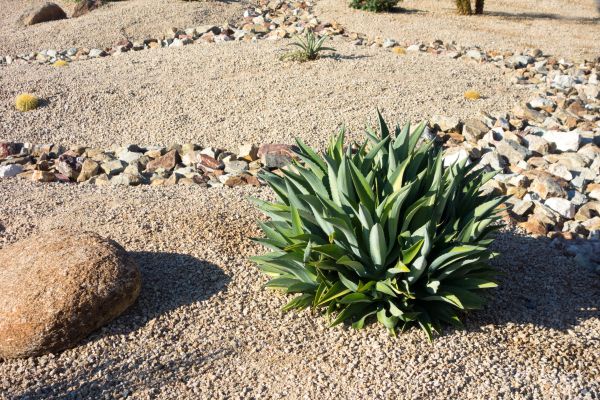 Xeriscaping Service in Sebring