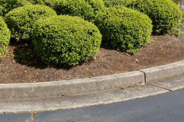 Pine Mulch Installation in Sebring