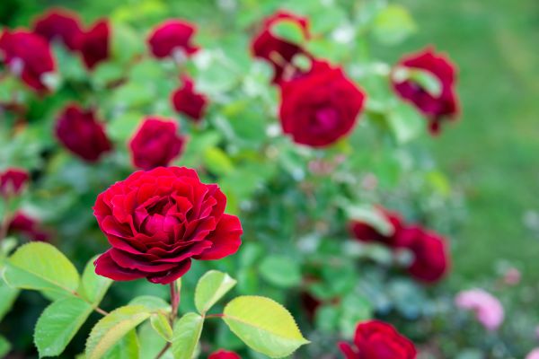 Rose Planting in Sebring