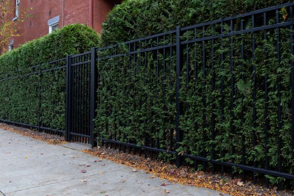 Privacy Hedge Installation in Sebring