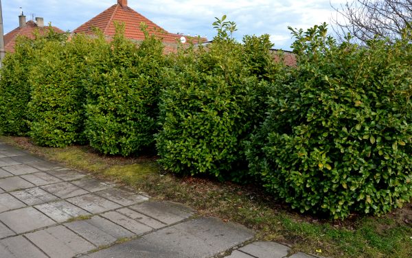 Privacy Shrub Installation in Sebring