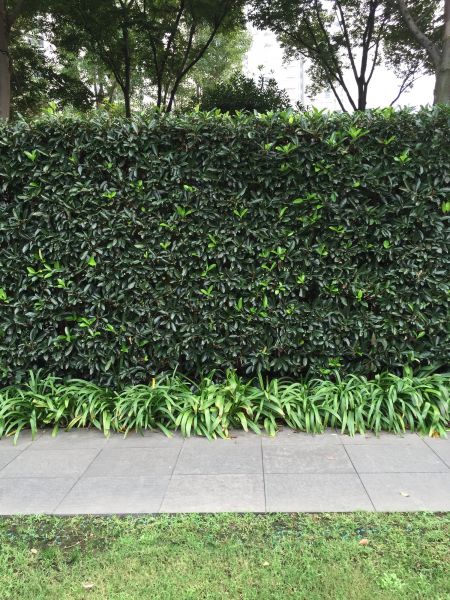 Privacy Shrub Planting in Sebring