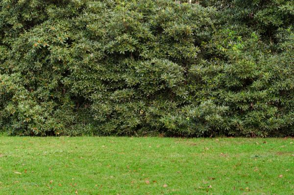Privacy Hedge Planting in Sebring