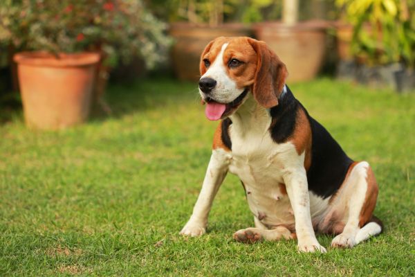 Dog Friendly Landscaping in Sebring