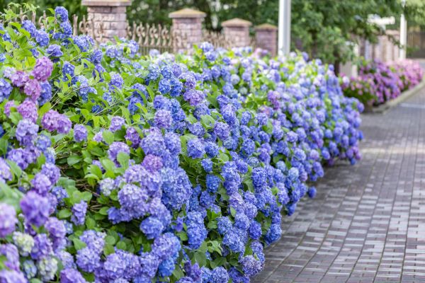 Hydrangea Landscaping in Sebring