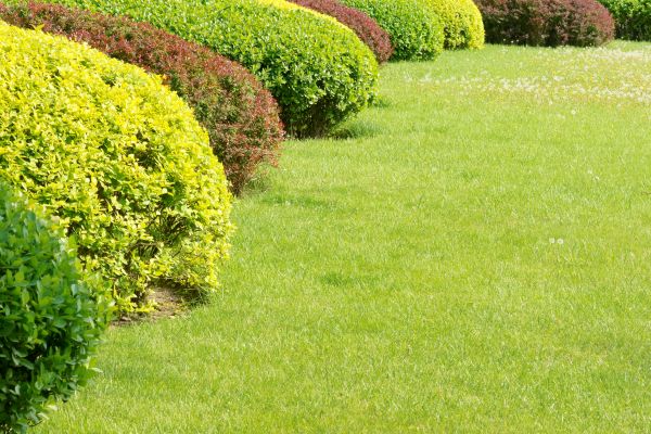 Shrubbery Planting in Sebring