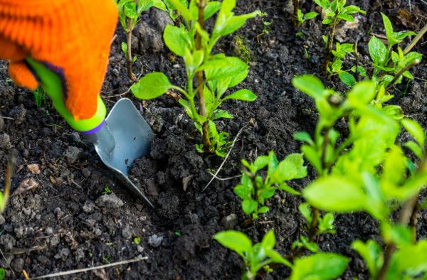 Hydrangea Planting in Sebring
