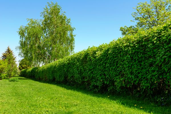 Hedge Replacement in Sebring